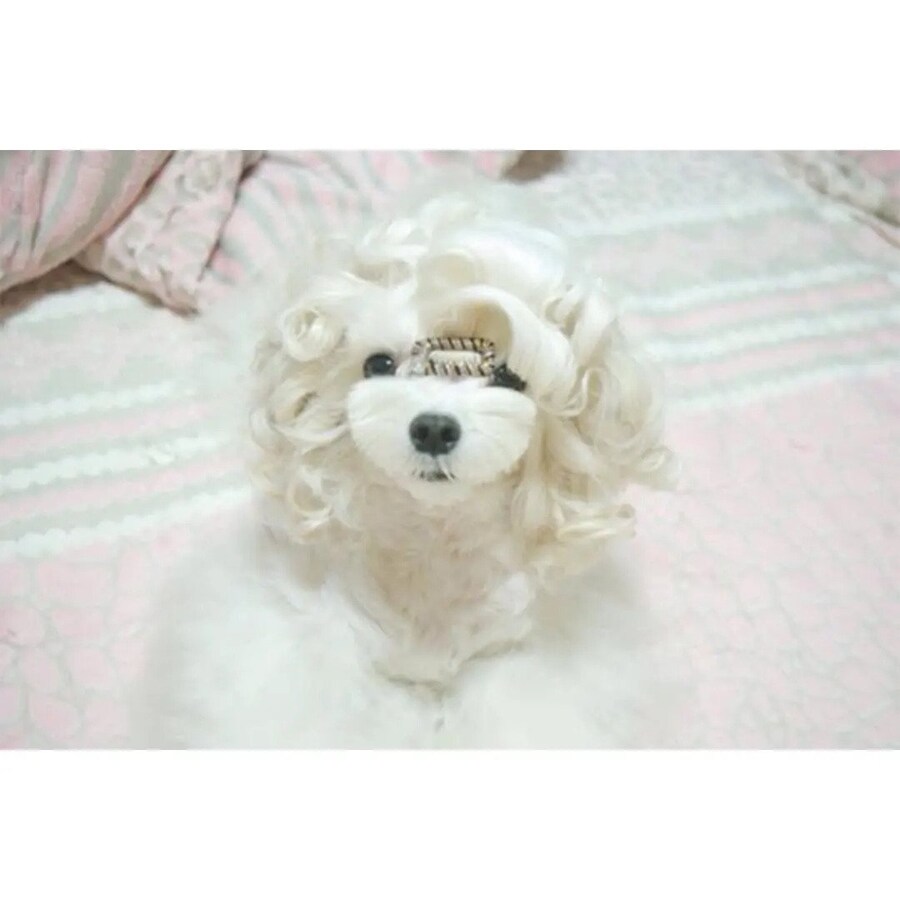 웨이브펌 잘 나온 강아지_4.jpg