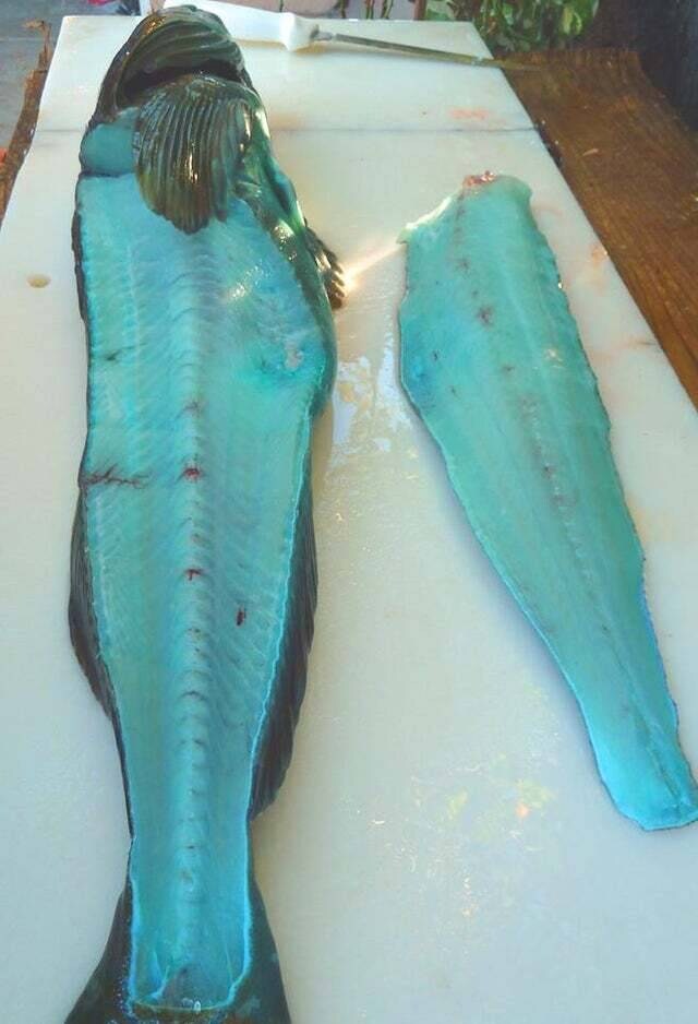 파워에이드 맛이 날거 같은 생선_6.jpg
