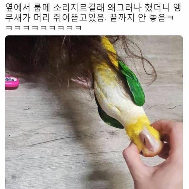 서브웨이 포장지 이미지 검색하면 나오는 앵무새.JPG_1.jpg