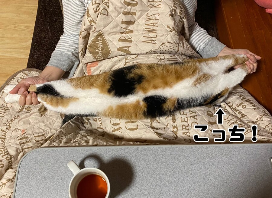 삼색 고양이 쭉쭉 늘리기_1.jpg