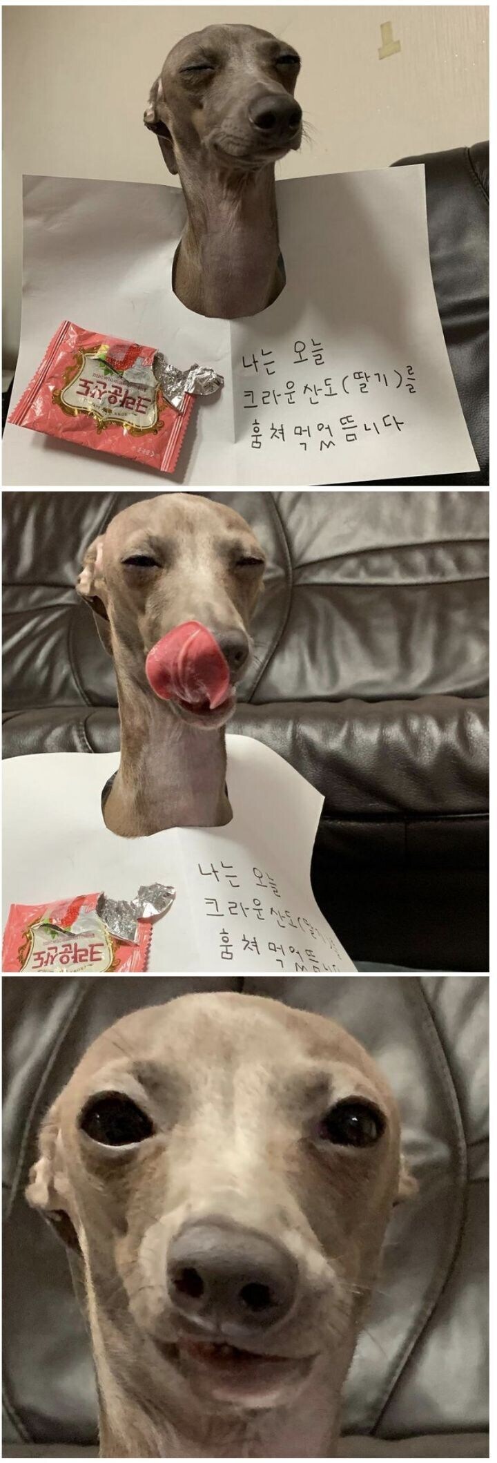 이탈리안 그레이하운드 특징_1.jpg