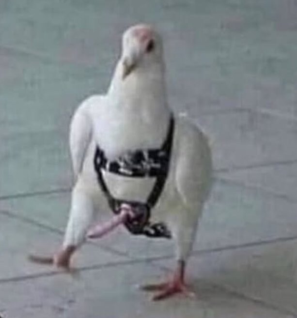 왠지 길에서 만나면 ㅈ될 것만 같은 비둘기_1.jpg