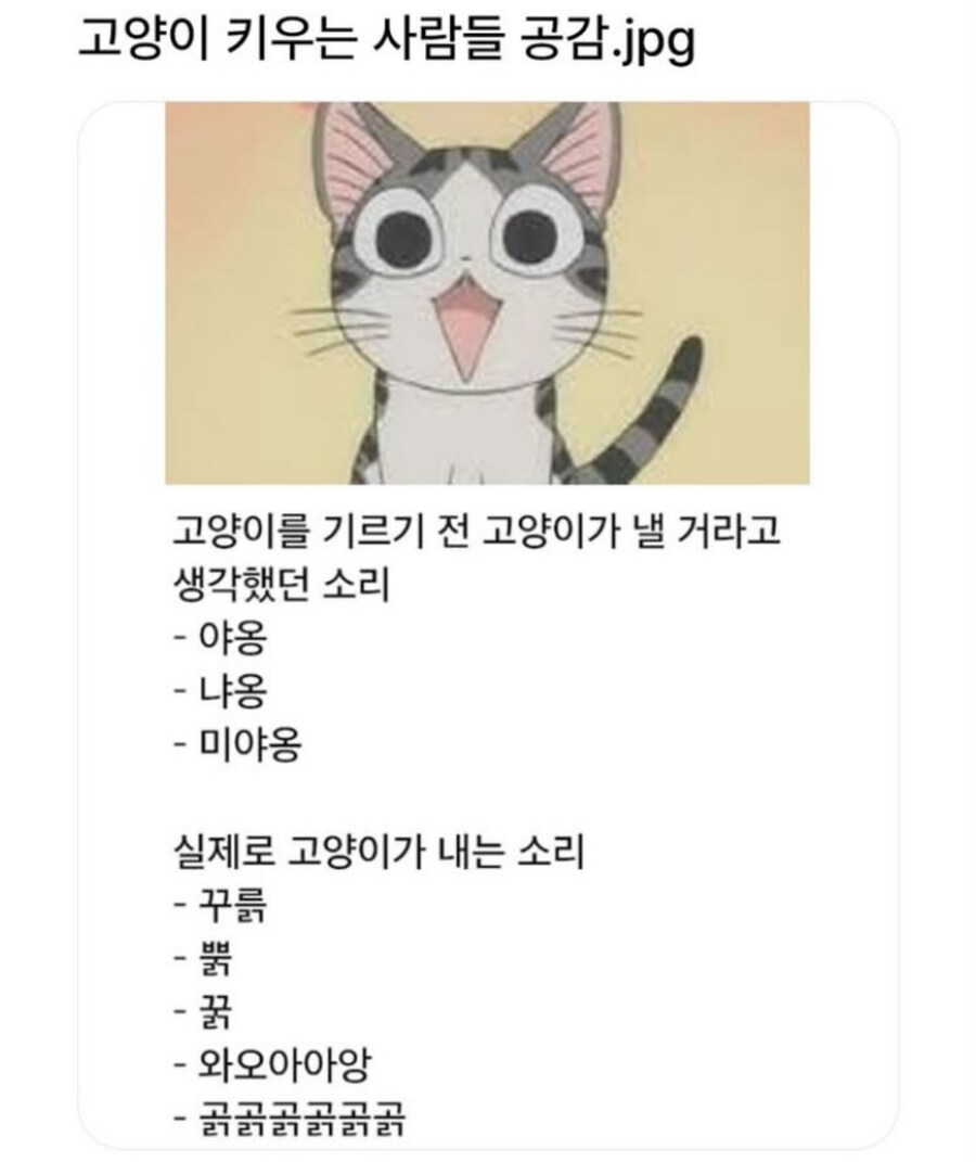 고양이 울음소리 특_1.jpg