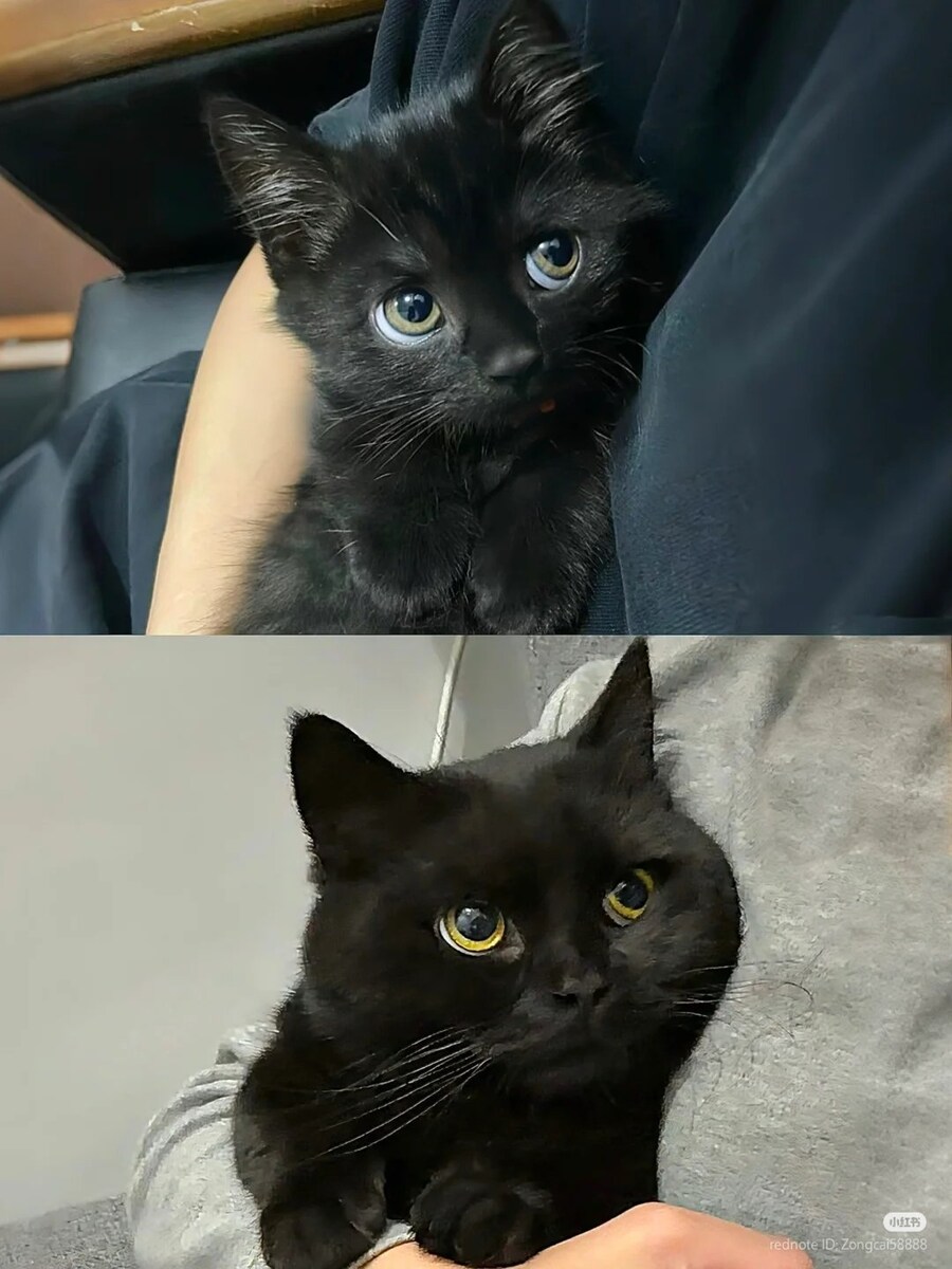 성장해도 변하지 않는 고양이 눈빛‍⬛_1.jpg