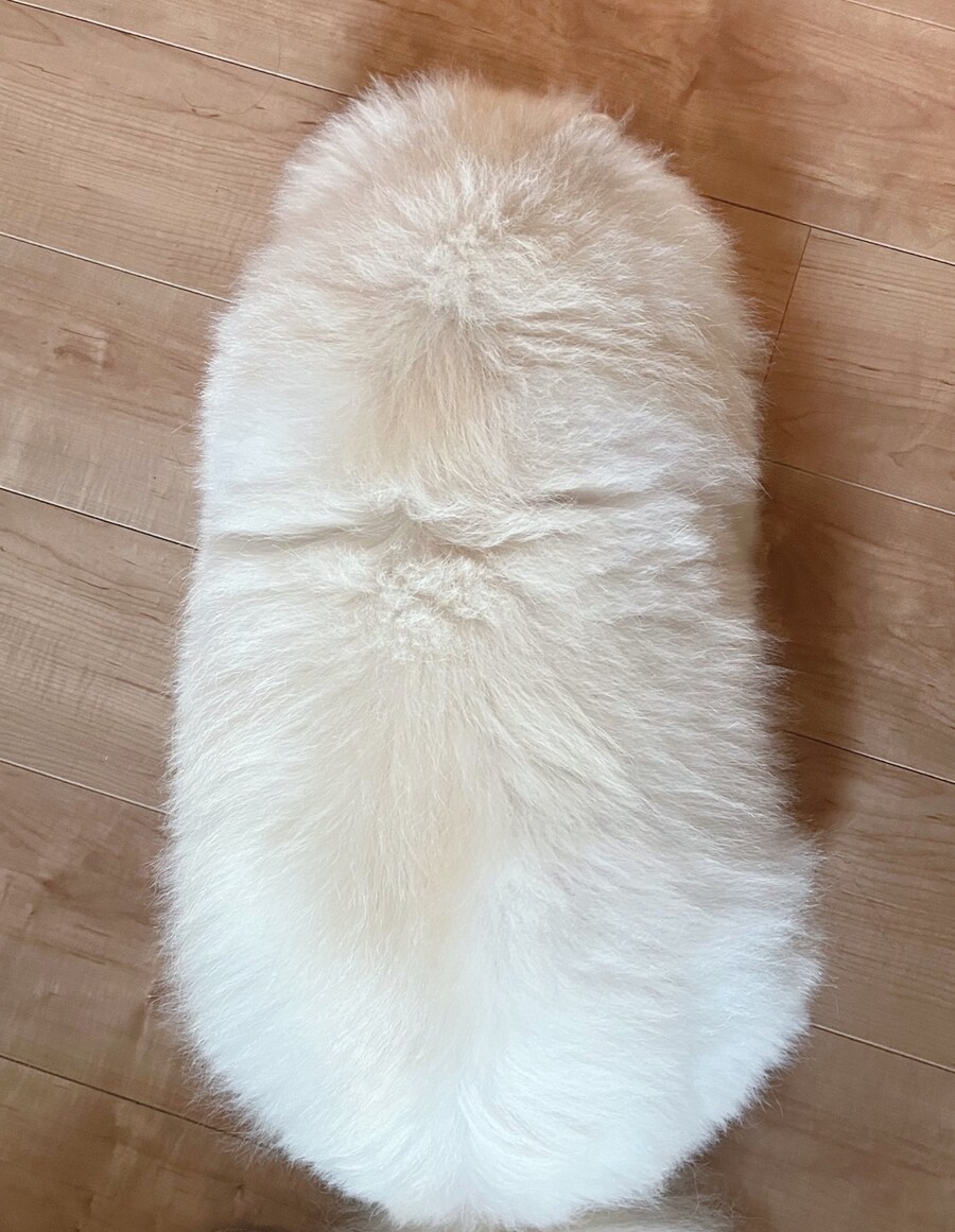 발같이 생긴 멍멍이.jpg_2.jpg