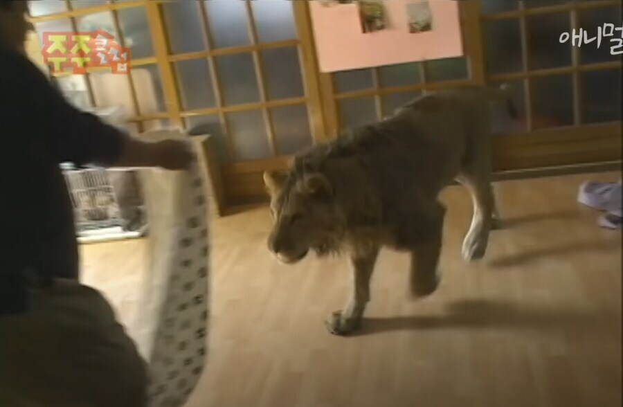 낭만시대 집고양이_1.jpg