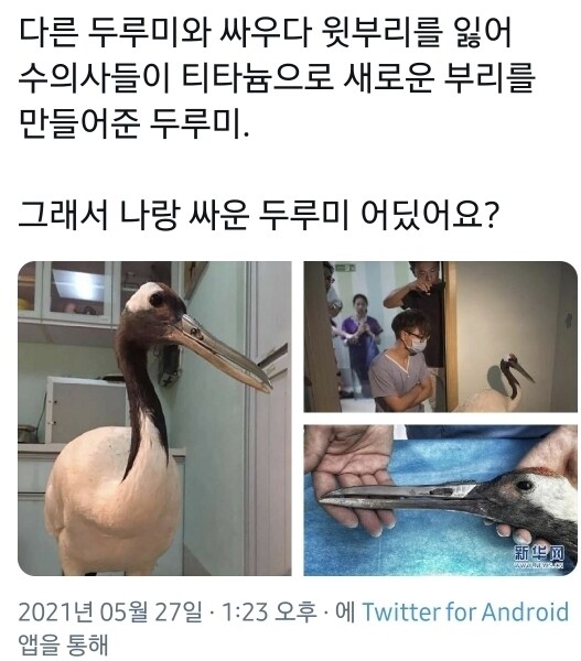 부리가 부러져 새로운 부리를 얻은 두루미_1.jpg
