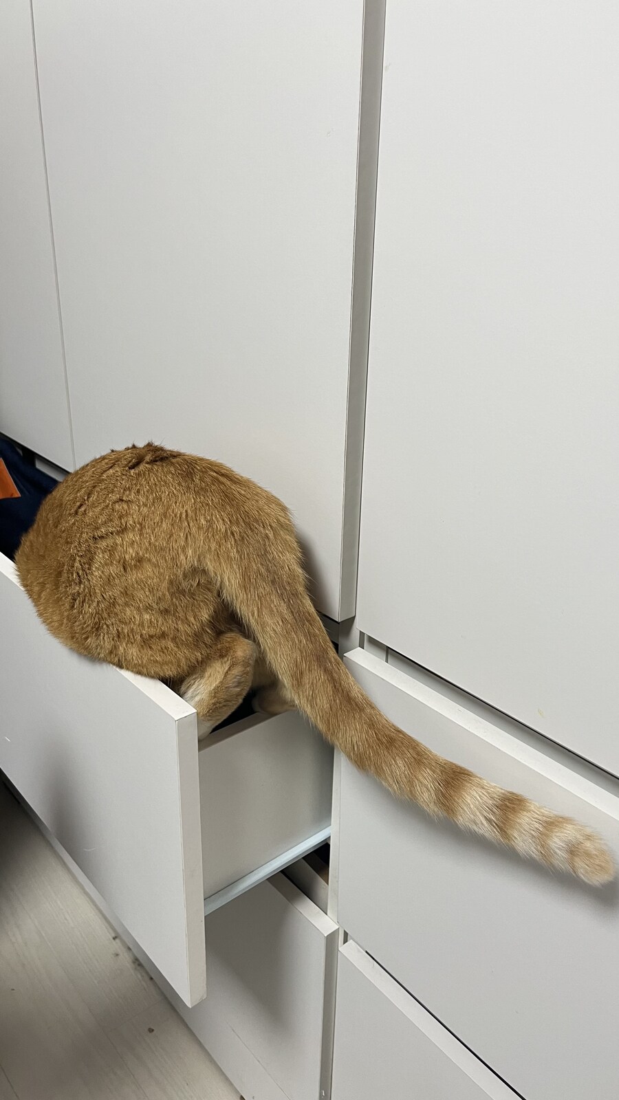 우리집 고양이 특_2.jpg