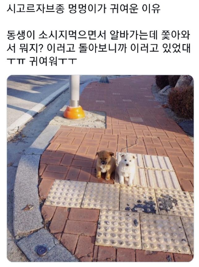 시고르자브종이 귀여운 이유.jpg_1.jpg