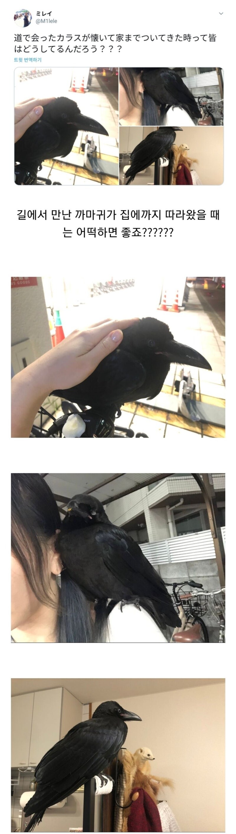 길에서 만난 까마귀가 집까지 따라옴.jpg_1.jpg