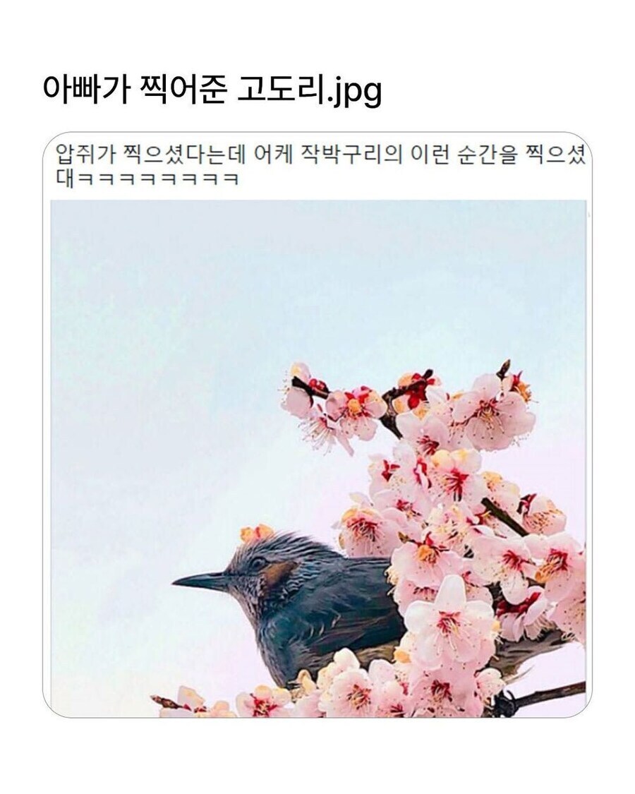 아빠가 사진 찍어준 고도ㄹㅣ⋯ 아니 직박구리.jpg_1.jpg