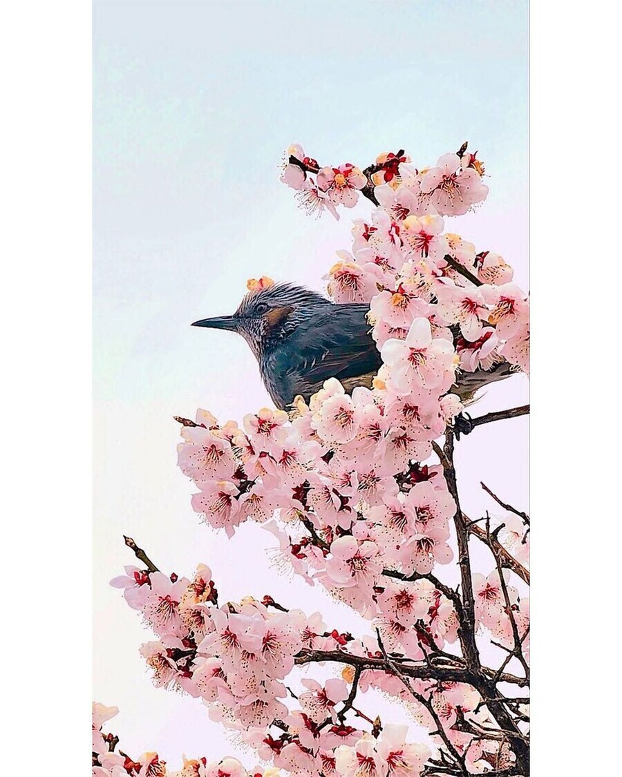 아빠가 사진 찍어준 고도ㄹㅣ⋯ 아니 직박구리.jpg_2.jpg