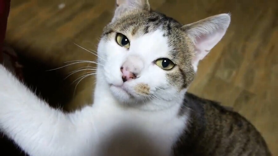 우리나라 고양이 유튜브 중 최고의 유튜브_1.png