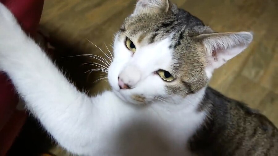 우리나라 고양이 유튜브 중 최고의 유튜브_2.png