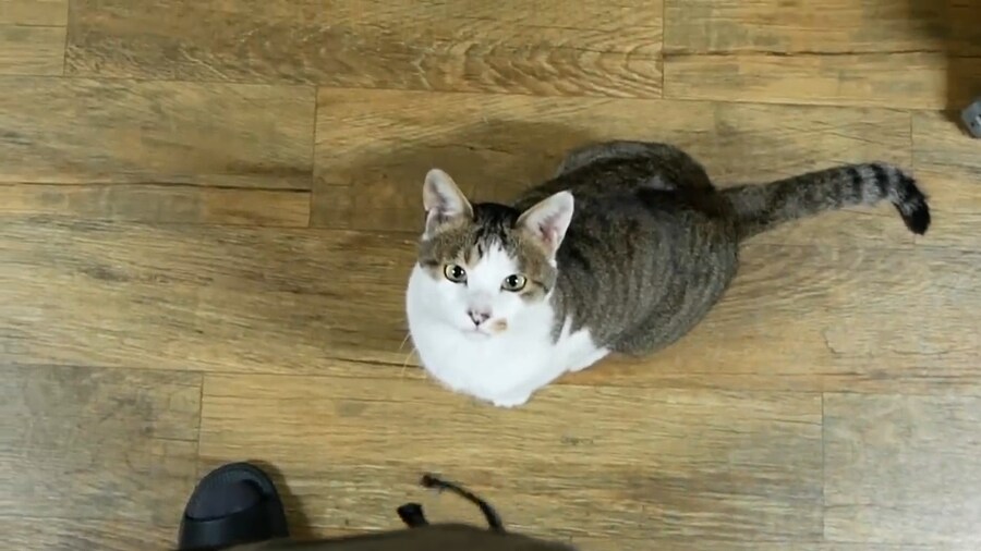 우리나라 고양이 유튜브 중 최고의 유튜브_3.png