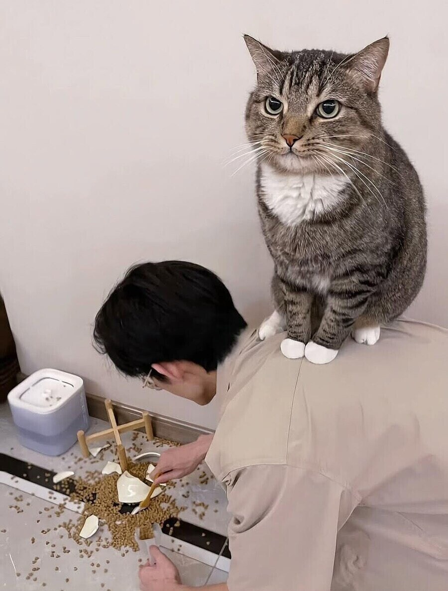 고양이를 완벽하게 설명하는 짤..._1.jpg