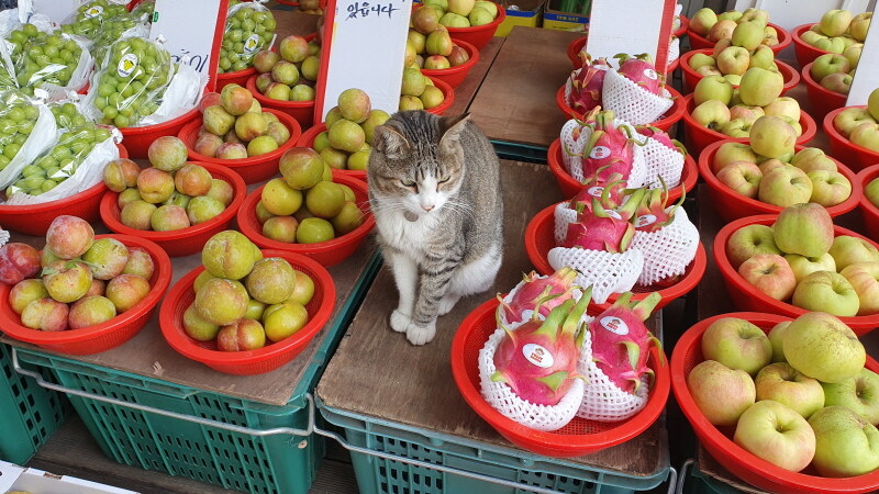지나가다가 본 시장 고양이.cat_1.jpg