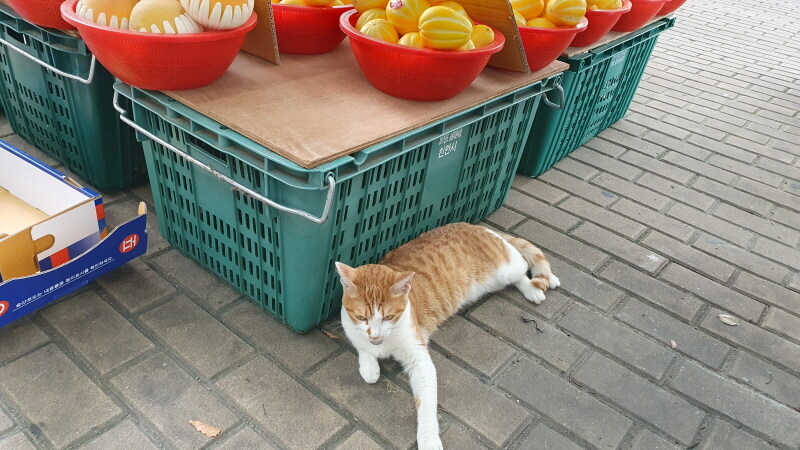 지나가다가 본 시장 고양이.cat_3.jpg