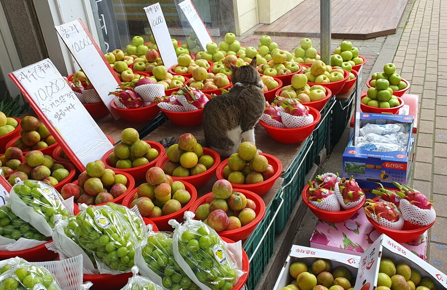 지나가다가 본 시장 고양이.cat_2.jpg