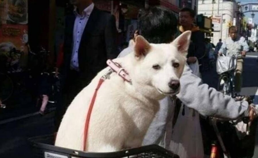 전여친을 만난 개_3.jpg