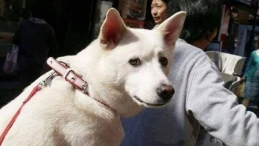 전여친을 만난 개_4.jpg
