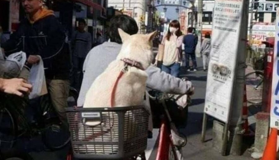 전여친을 만난 개_6.jpg