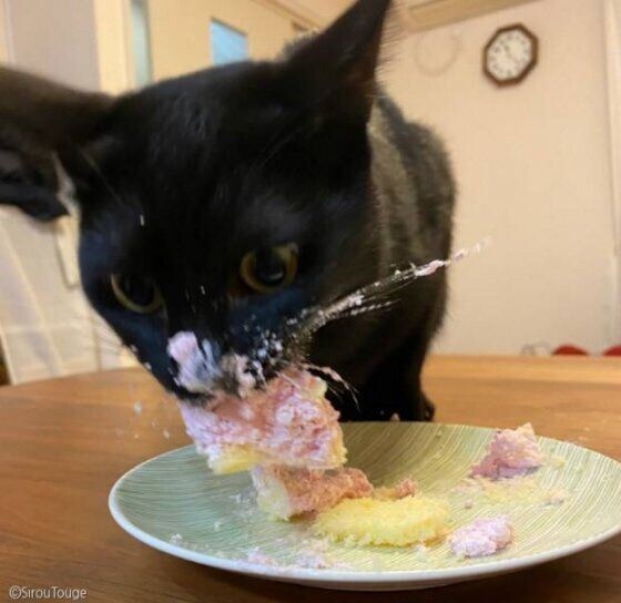 냥생 처음 고양이용 케잌을 먹어본 고양이.jpg_2.jpg
