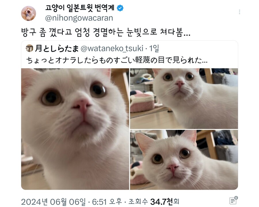 방구낀 집사를 쳐다보는 눈빛.jpg_1.jpg