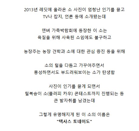 니들이 생각하는 그 이름을 가지지 않은 소.jpg_3.png
