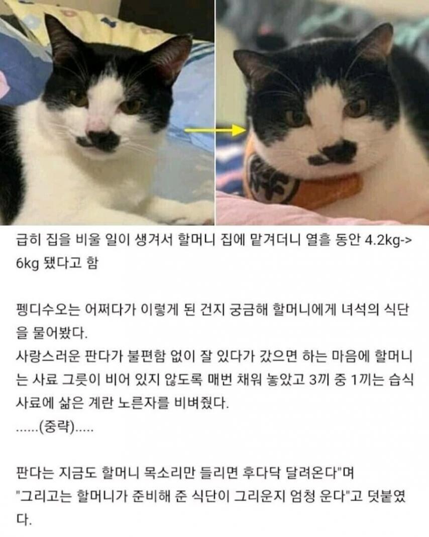열흘 동안 할머니에게 고양이를 맡긴 결과_1.jpg