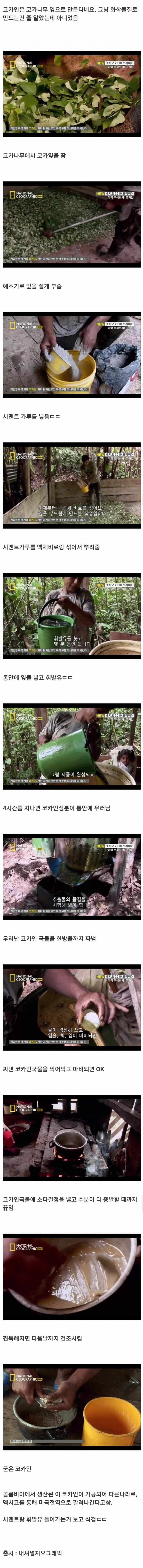 코카나무 잎으로 코카인 만드는 과정.jpg_1.jpg