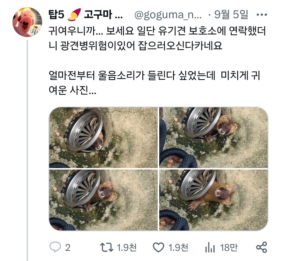 하수구에서 나온 족제비_2.jpg