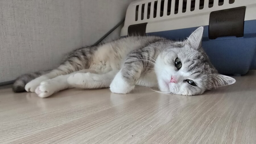 우리집 고우앵이는 몬생긴 듯..._7.jpg