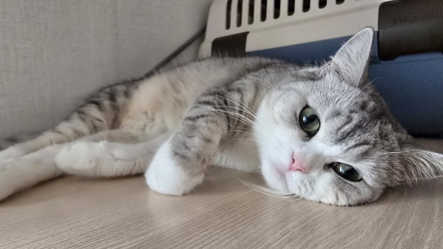 우리집 고우앵이는 몬생긴 듯..._8.jpg