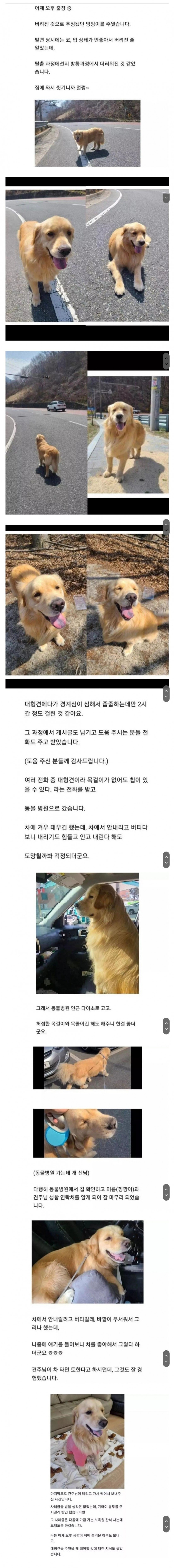 유기된 줄 알았던 리트리버 줍줍한 후기_1.jpg