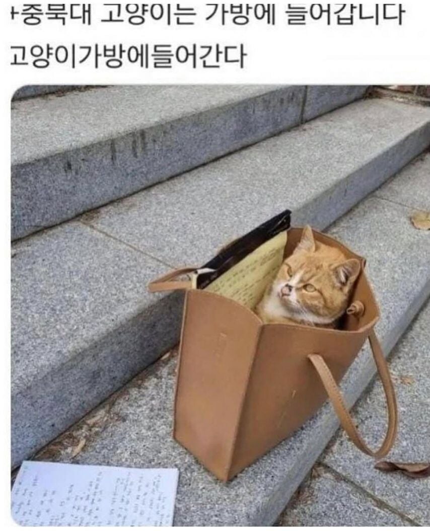 각 대학교별 고양이 자랑.jpg_1.jpg