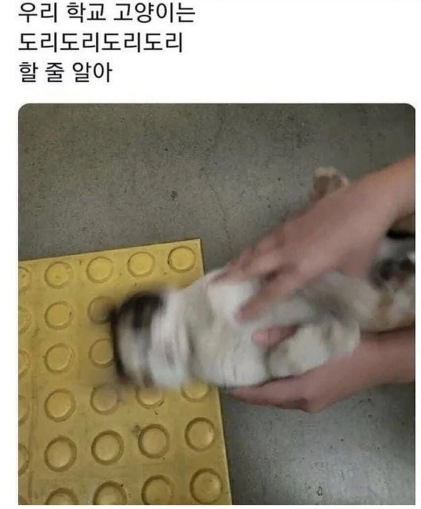 각 대학교별 고양이 자랑.jpg_2.jpg
