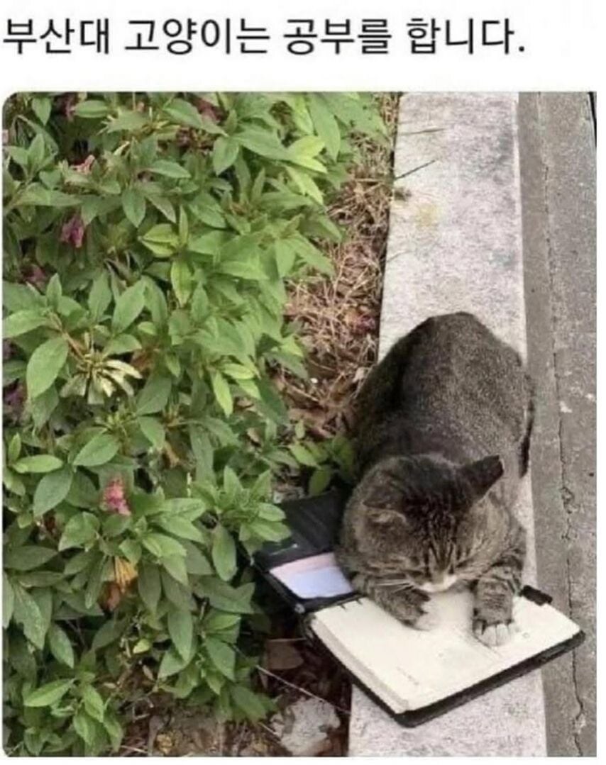 각 대학교별 고양이 자랑.jpg_3.jpg