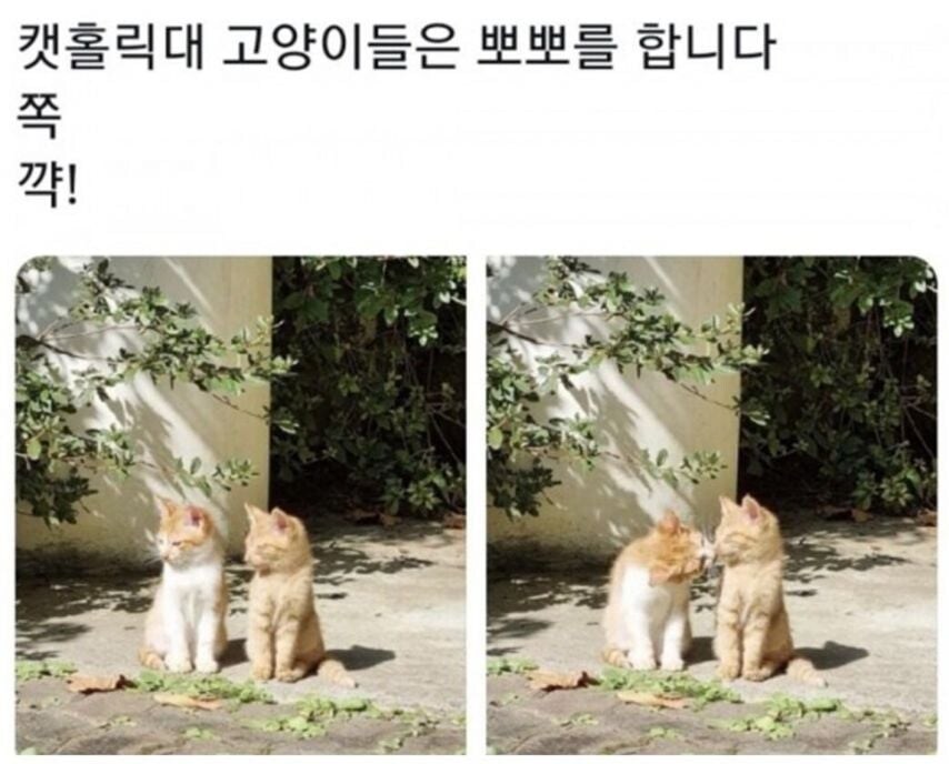 각 대학교별 고양이 자랑.jpg_5.jpg