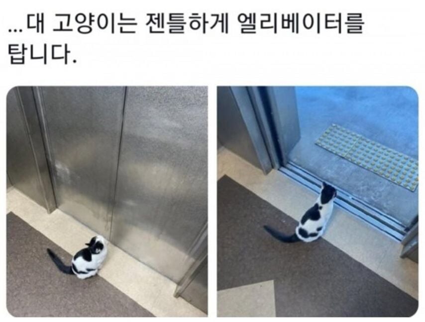 각 대학교별 고양이 자랑.jpg_6.jpg