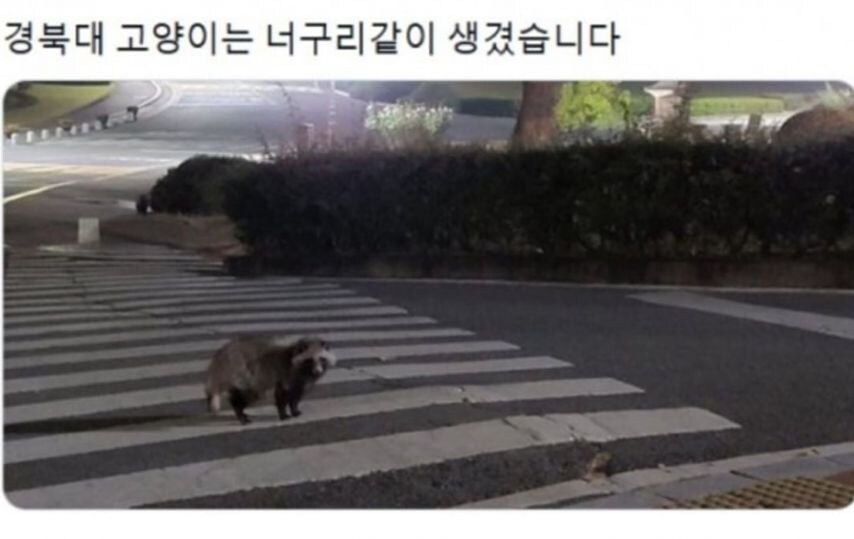각 대학교별 고양이 자랑.jpg_7.jpg