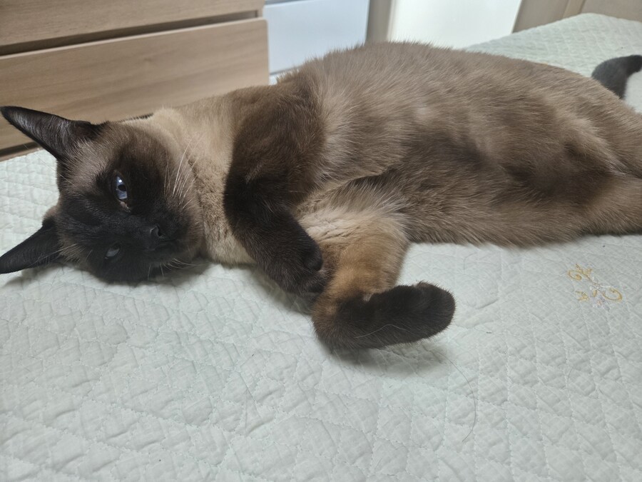 나도 고양이 위에 물건 올려볼래~~~_1.jpg
