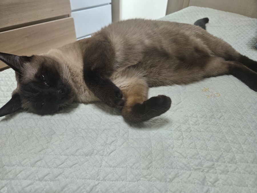 나도 고양이 위에 물건 올려볼래~~~_2.jpg