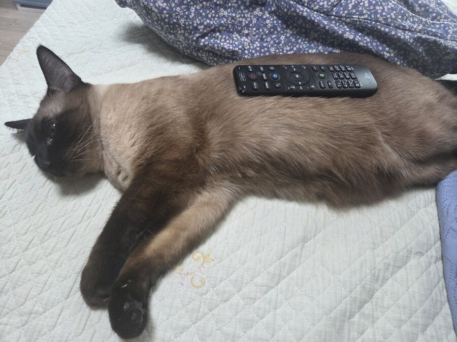 나도 고양이 위에 물건 올려볼래~~~_3.jpg