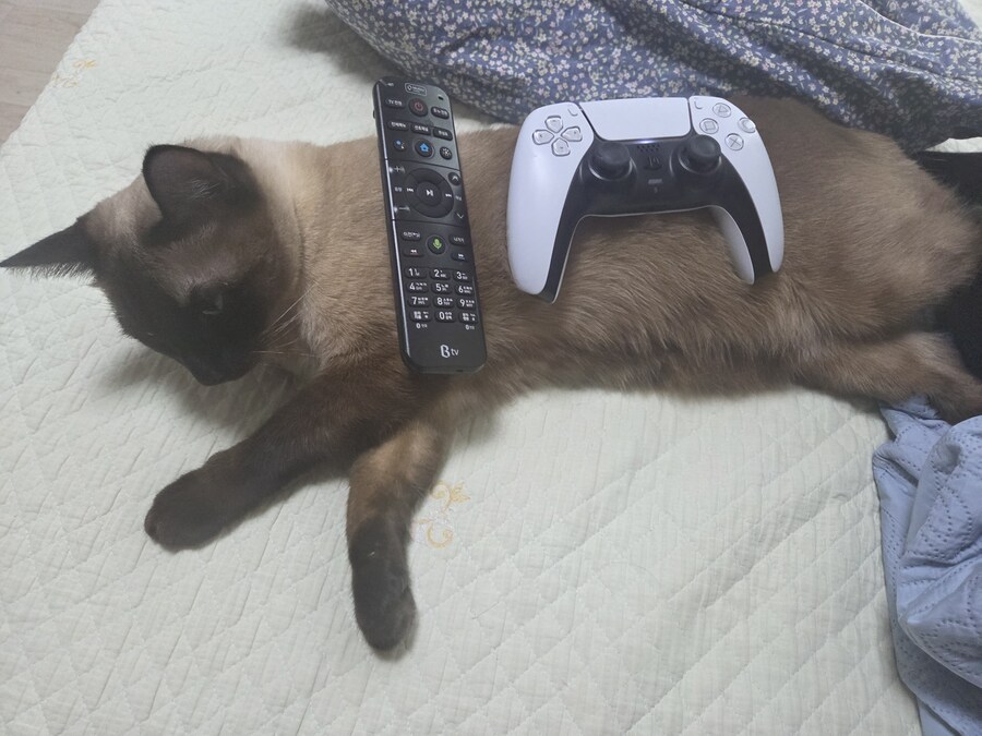 나도 고양이 위에 물건 올려볼래~~~_5.jpg