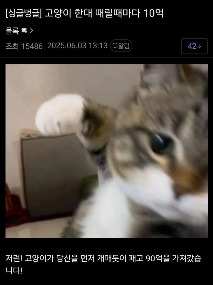 고양이 격투 상금_1.jpg