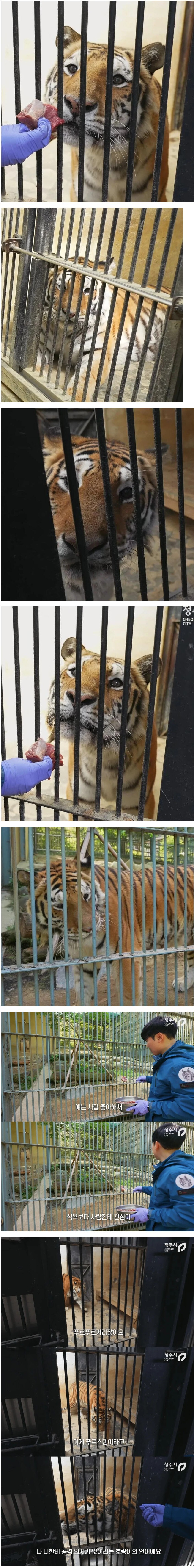 사람 좋아하는 청주 동물원 호랑이.jpg_1.jpg