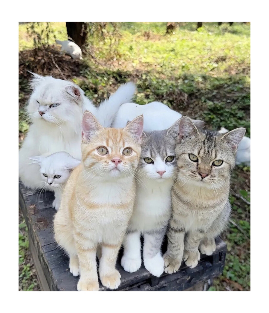 고양이 다섯 마리_2.jpg