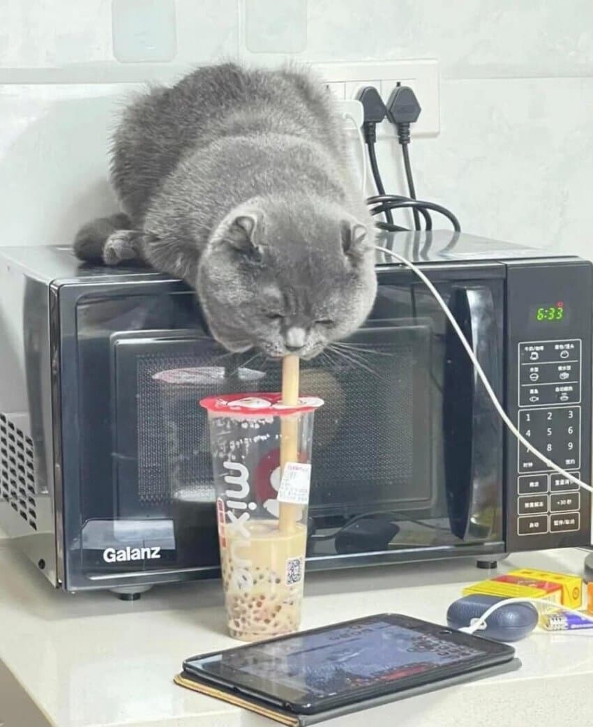 젖먹던 힘까지 다 쓰는 고양이.jpg_1.jpg