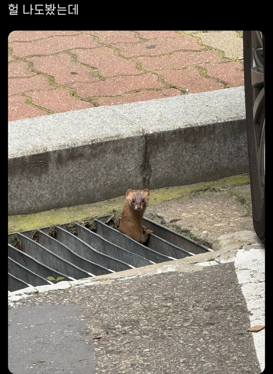 집에서 족제비가 나왔어요.jpg_2.png
